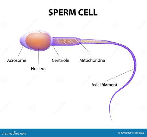 spermatozoide|Spermatozoa: Anatomy and function